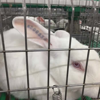 rabbit-antibody